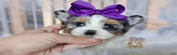 Morkie dogs for sale: Rare Blue Eyed Sina - Ad 7