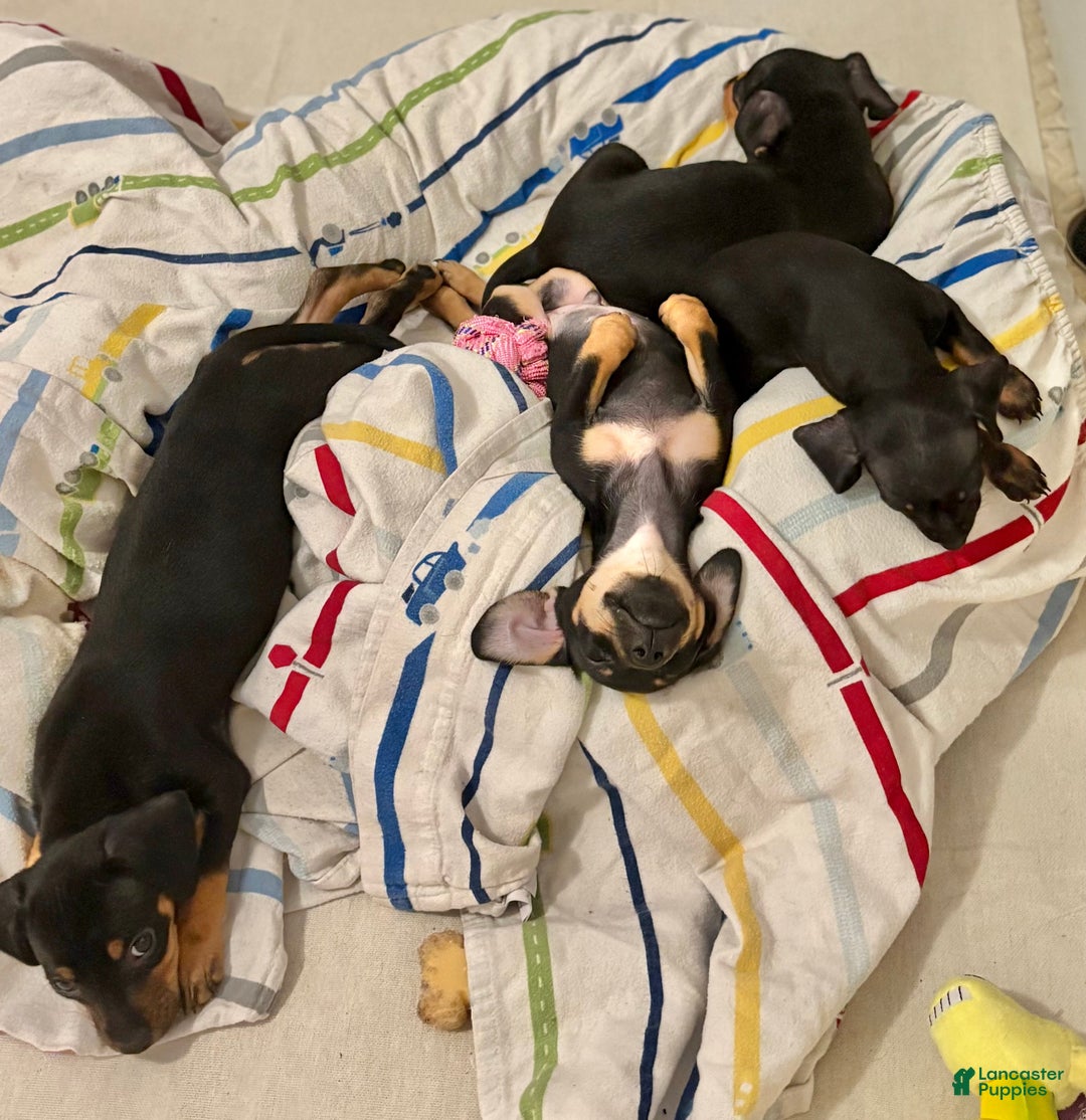 Mixed Breed dogs for sale: Pocket Pet 1 - Ad 2