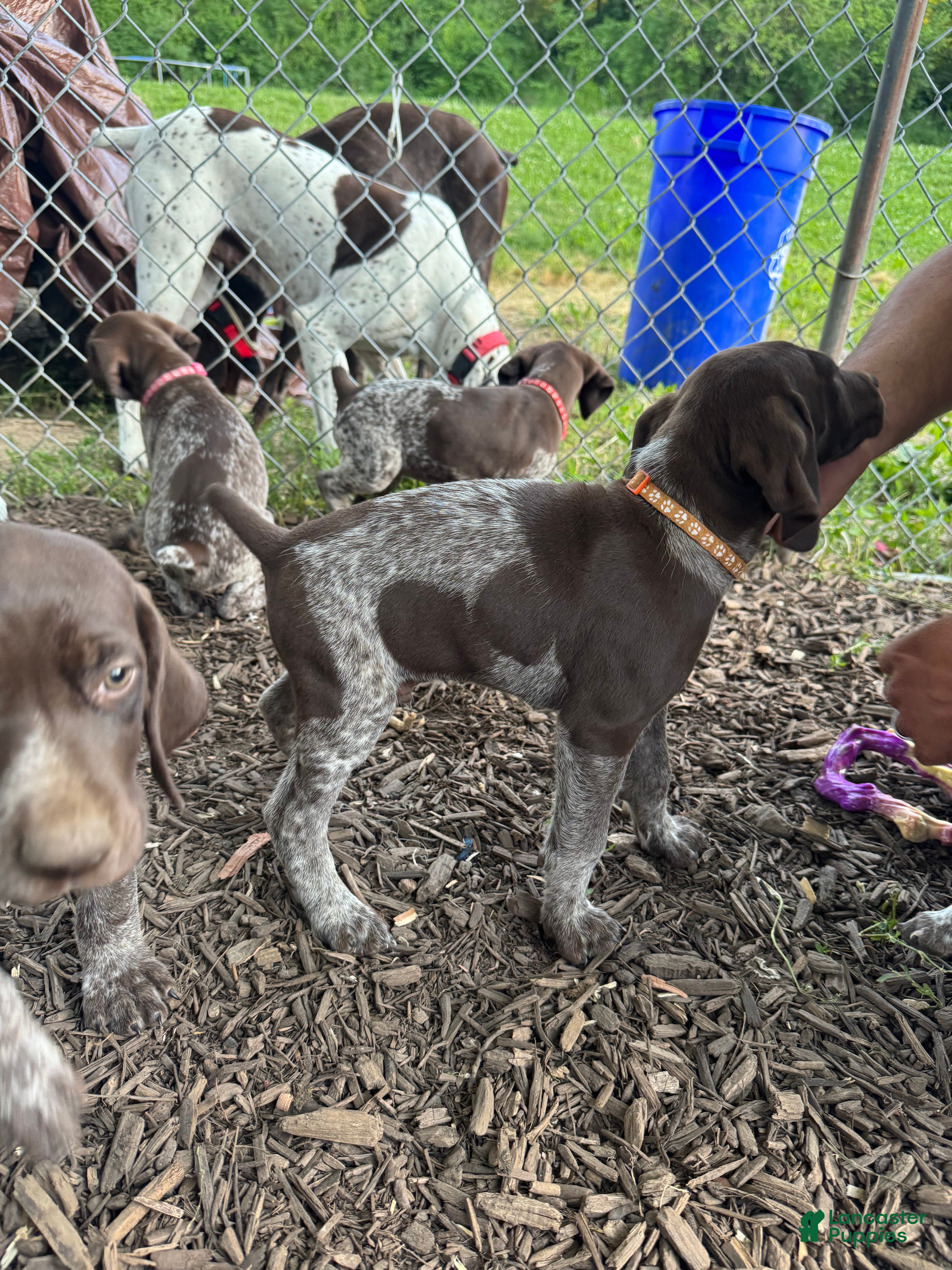 German Shorthaired Pointer dogs Orange Boy - Ad 2