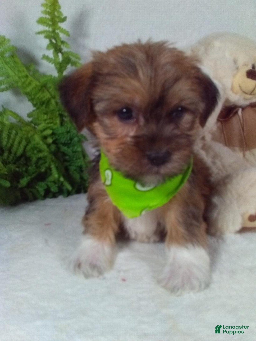 Shorkie dogs for sale: Gizmo - Ad 4