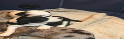 Mixed Breed dogs for sale: Panda - Ad 11