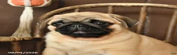 Pug dogs for sale: Spud  - Ad 3