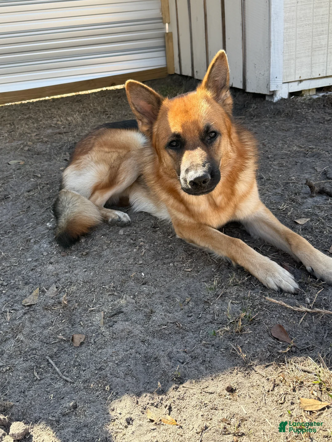 German Shepherd dogs for sale: German Shepherd Puppy 5 - Ad 3