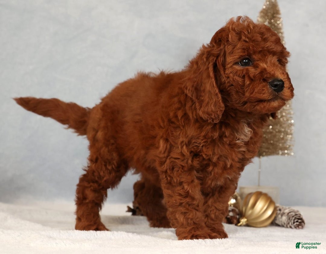 Miniature Poodle dogs for sale: Stanley - Ad 8