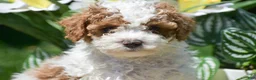 Miniature Poodle dogs for sale: Parker - Ad 4