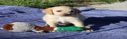 Labradoodle dogs for sale: Jake - Ad 1