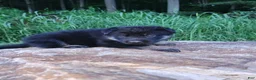 German Shepherd dogs for sale: German Shepherd 2 Tar - Ad 7