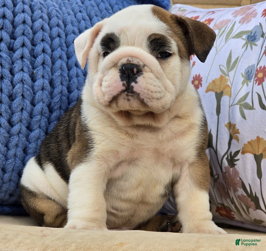 English Bulldog dogs for sale: Buddy - Ad 6