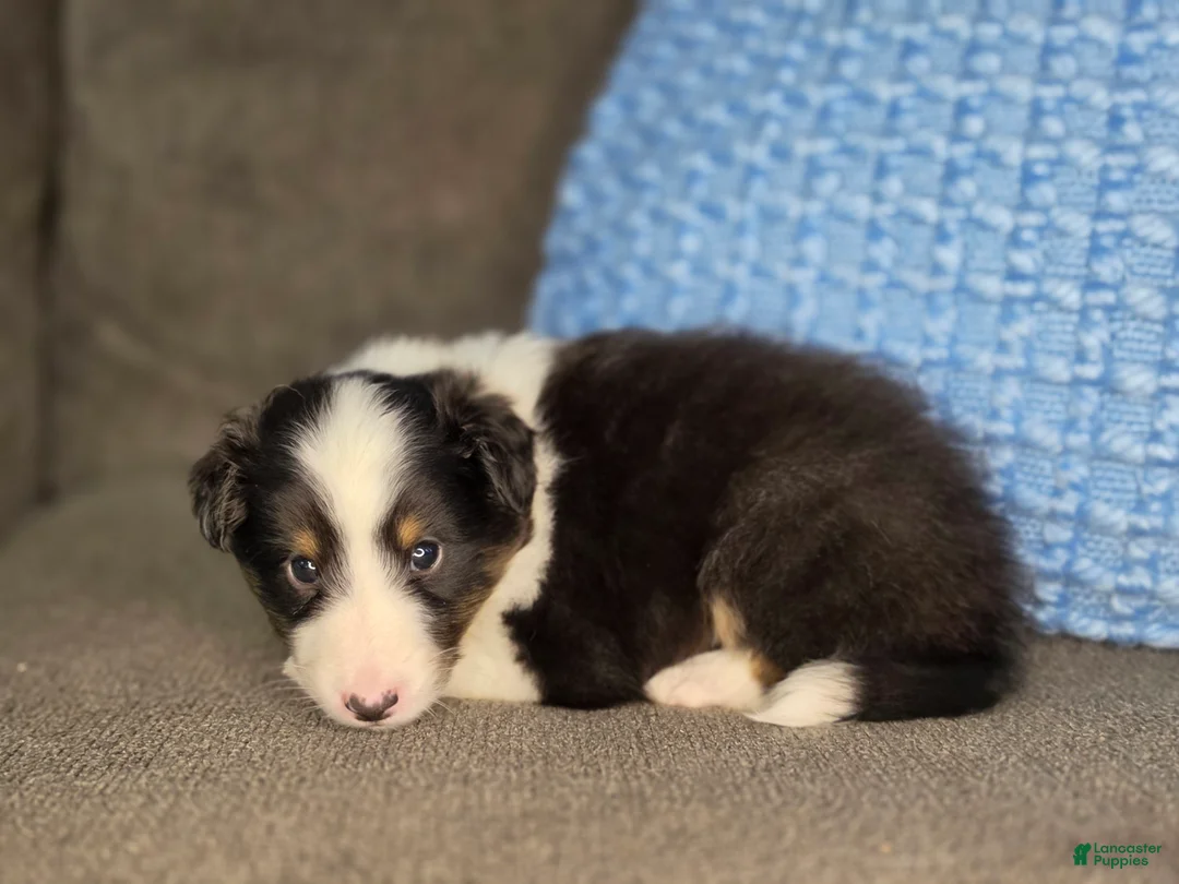 Shetland Sheepdog dogs for sale: Tiffin - Ad 2