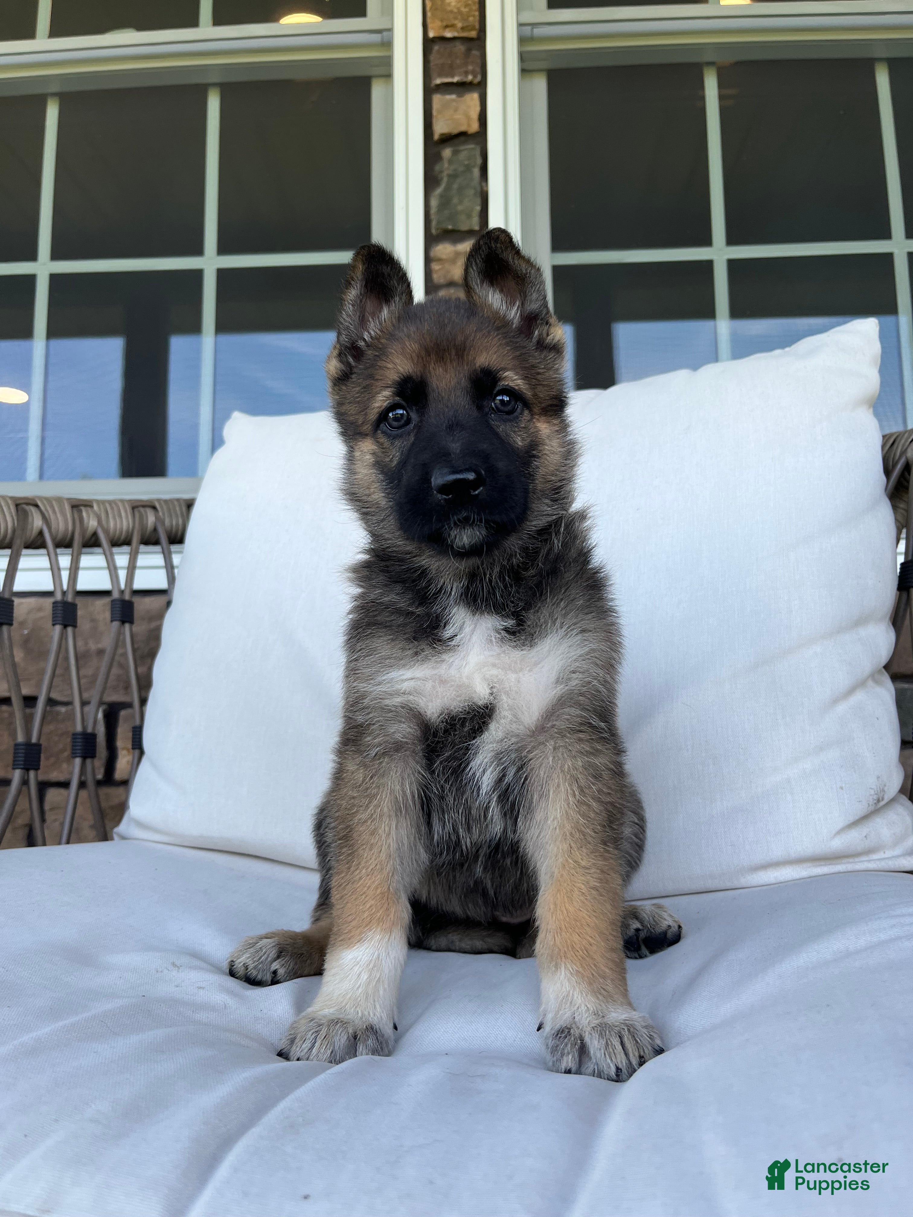 German Shepherd dogs Capri - Ad 1