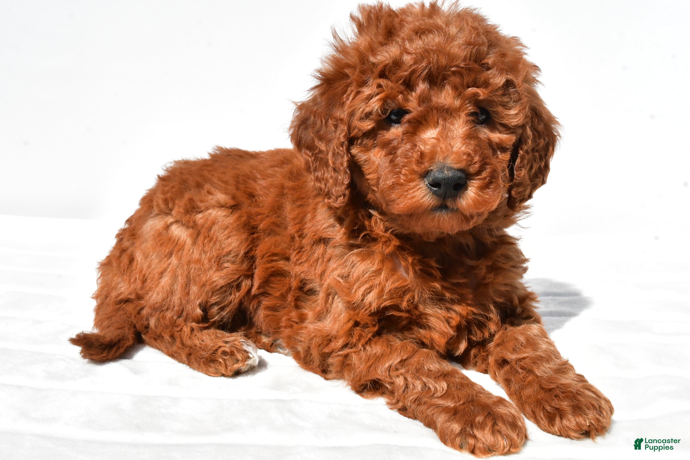 Mini Goldendoodle dogs Maple - Ad 1