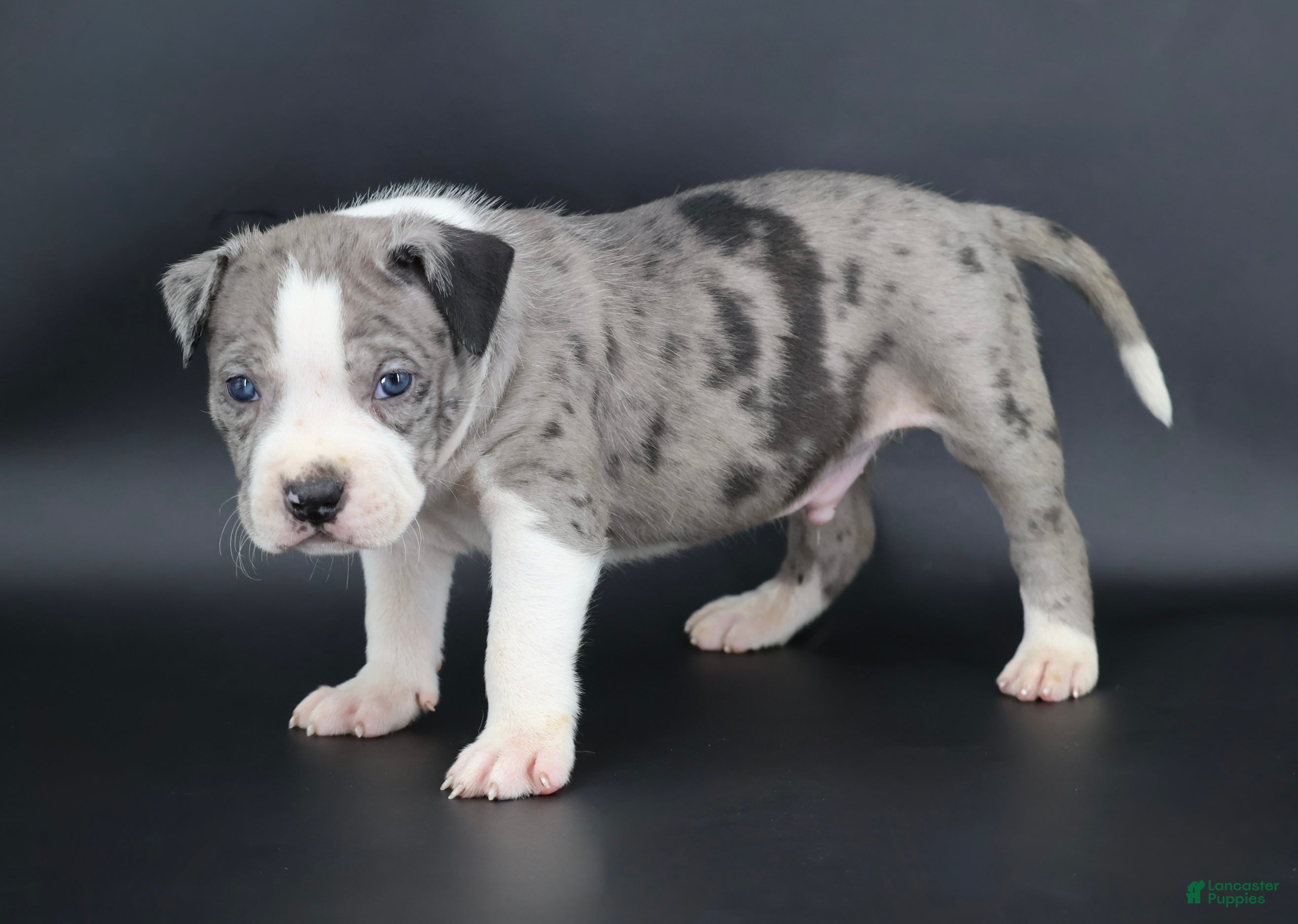 American Bully dogs Marshal - Ad 1
