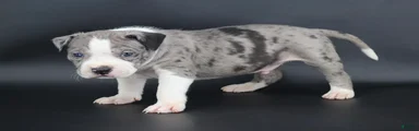 Marshal