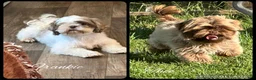 Shih Tzu dogs for sale: Bramble  - Ad 2