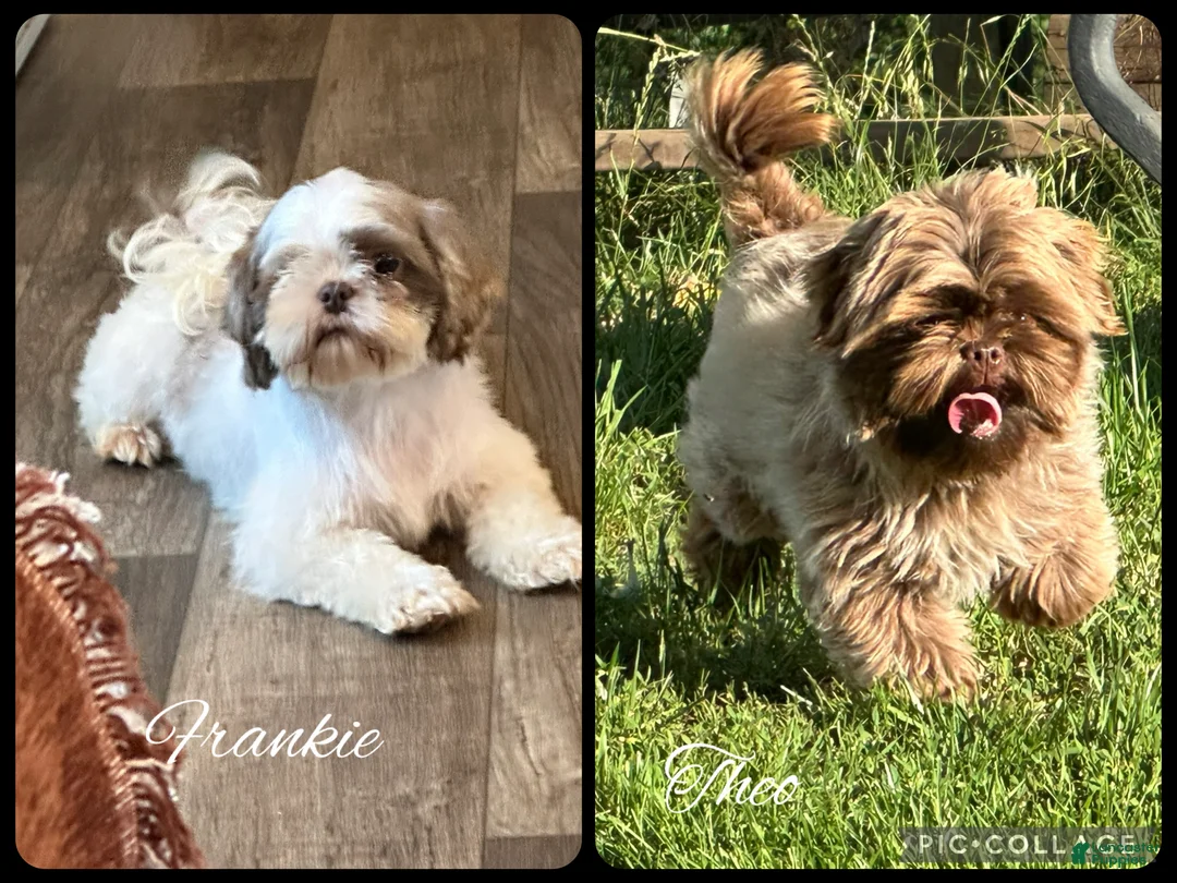 Shih Tzu dogs for sale: Bramble  - Ad 2