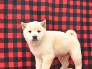 Shiba Inu dogs Rocky - Ad 14