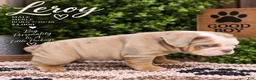 English Bulldog dogs for sale: Leroy - Ad 5