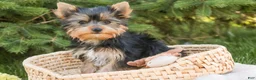 Yorkshire Terrier dogs for sale: Cheyenne - Ad 9