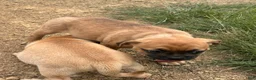 Puggle dogs for sale: Rocky - Ad 3