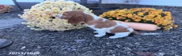 Welsh Springer Spaniel dogs for sale: Lemon - Ad 9
