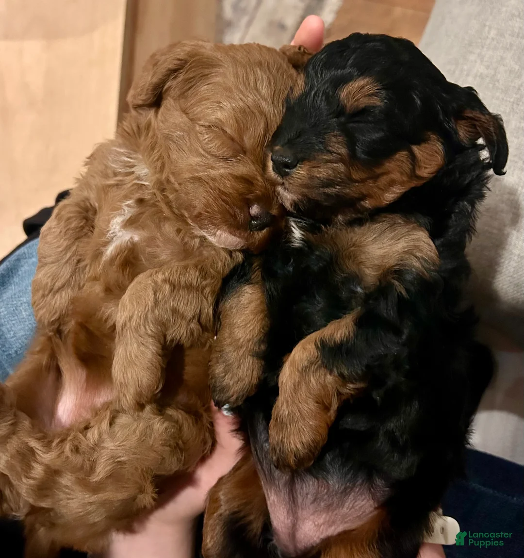 Mini Bernedoodle dogs for sale: Ivy - Ad 7