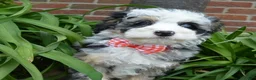 Mini Bernedoodle dogs for sale: Bella - Ad 24