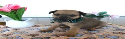 Chihuahua dogs for sale: Chihuahua Puppy 1 Chico - Ad 3