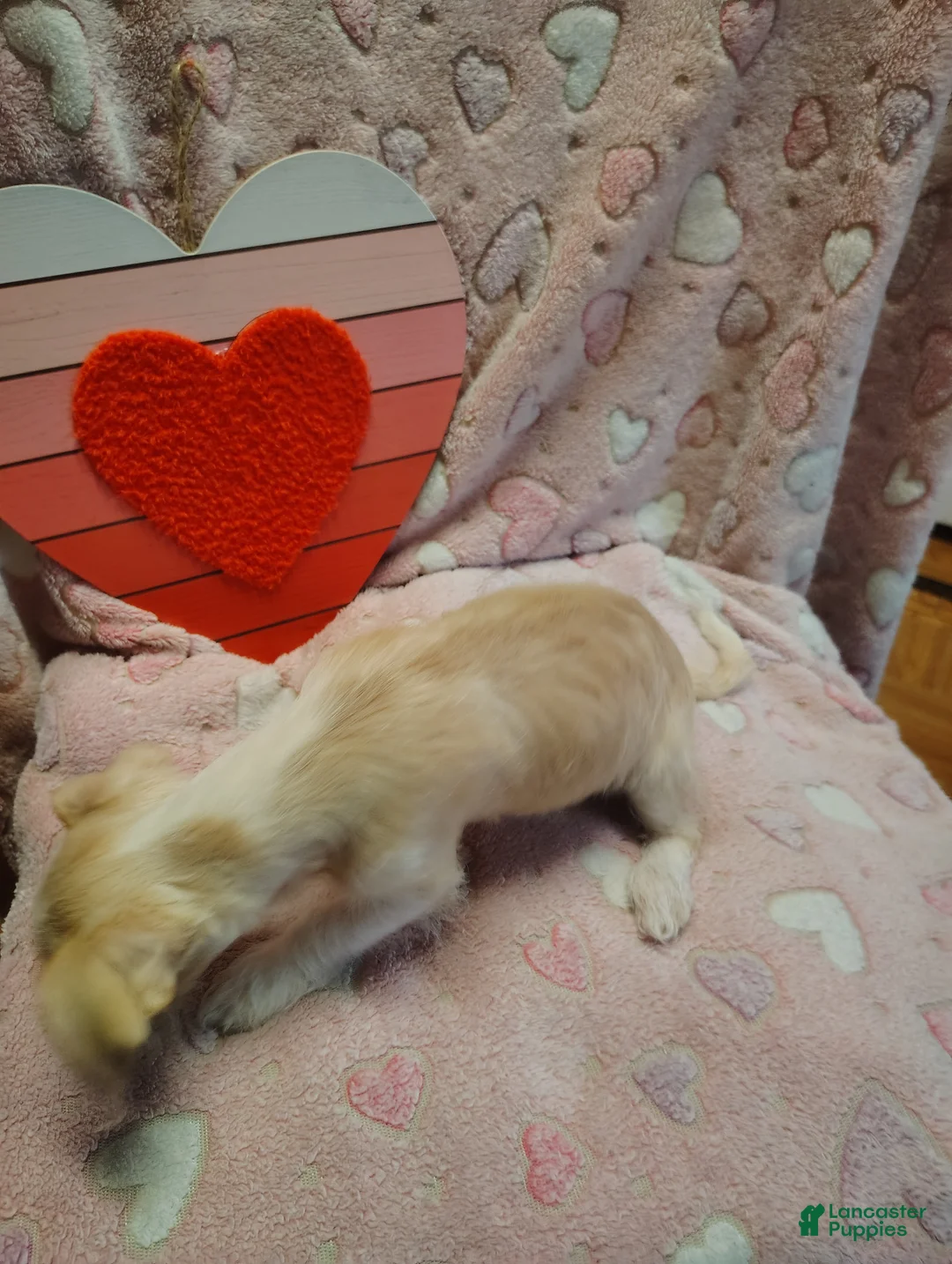 Mixed Breed dogs for sale: Mixed Breed Puppy 3 - Ad 2