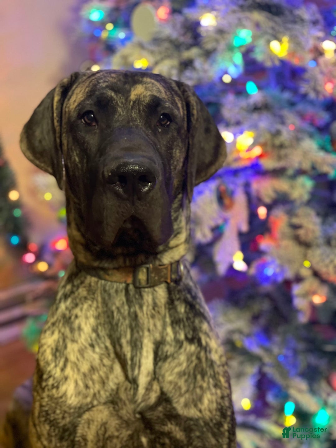 Gallery Image {{count}}