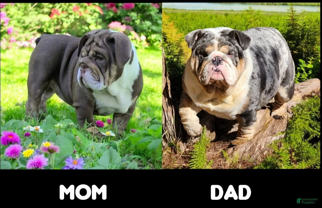 English Bulldog dogs for sale: Health clear Snickers  - Ad 24