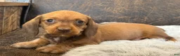 Miniature Dachshund dogs for sale: Dash - Ad 8