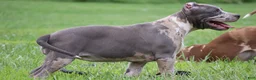 American Bully dogs for sale: Iris - Ad 3