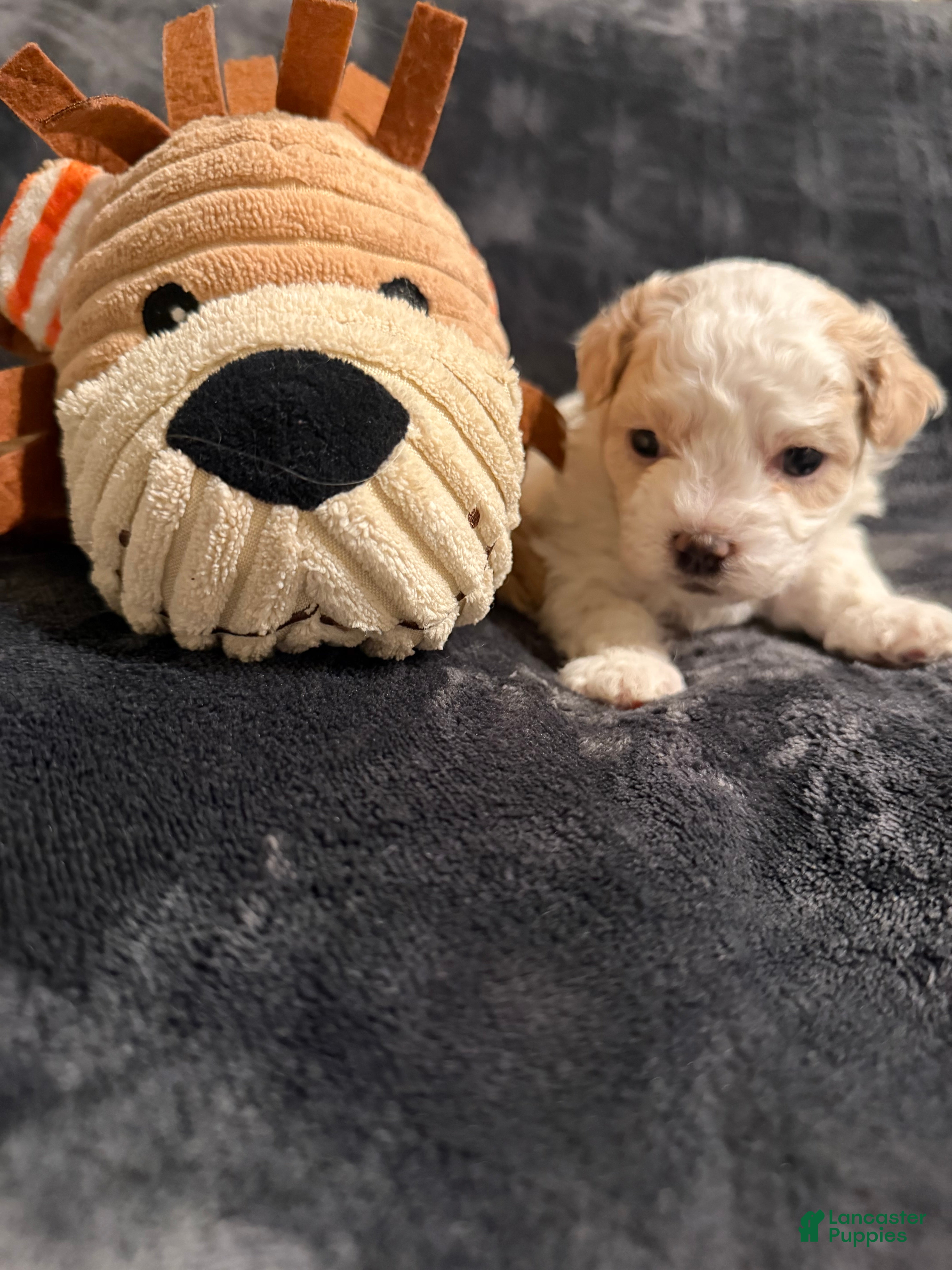 Mixed Breed dogs Honey - Ad 22