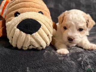 Mixed Breed dogs Honey - Ad 22