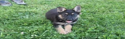German Shepherd dogs for sale: Max - Ad 3