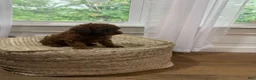 Mixed Breed dogs for sale: Snickers - Ad 5