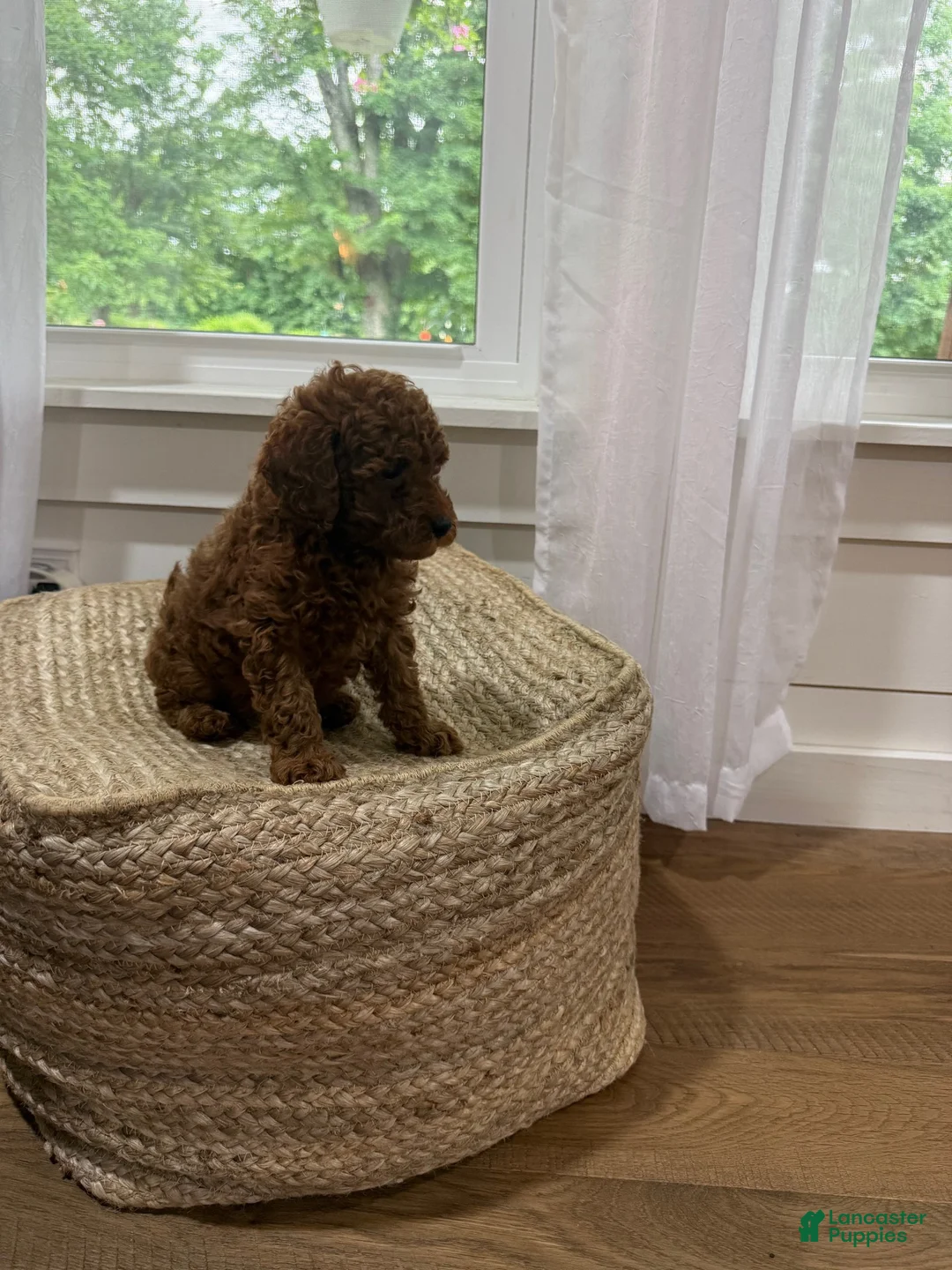 Mixed Breed dogs for sale: Snickers - Ad 5