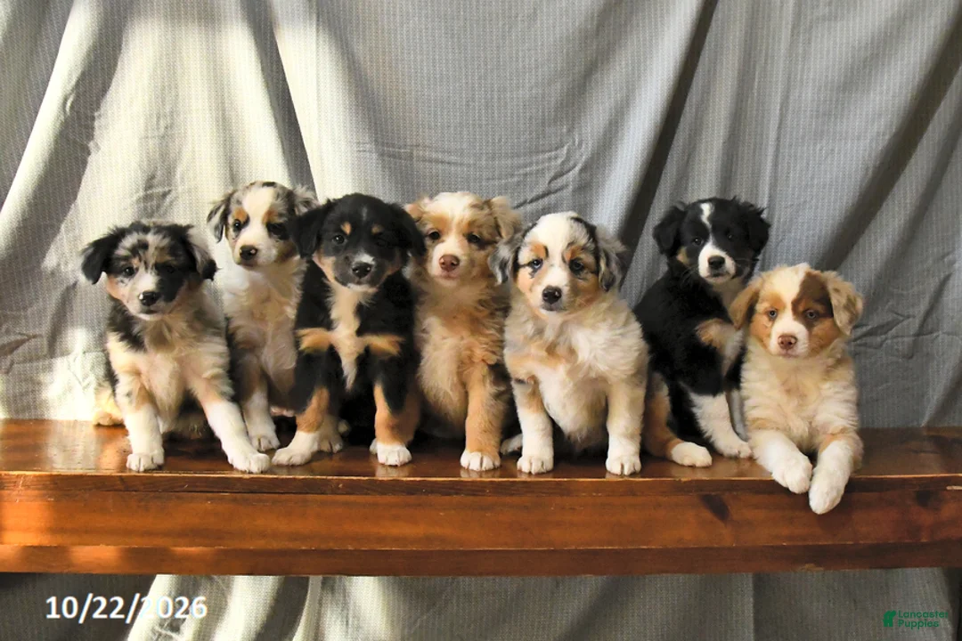 Miniature Australian Shepherd dogs for sale: Tassel - Ad 2