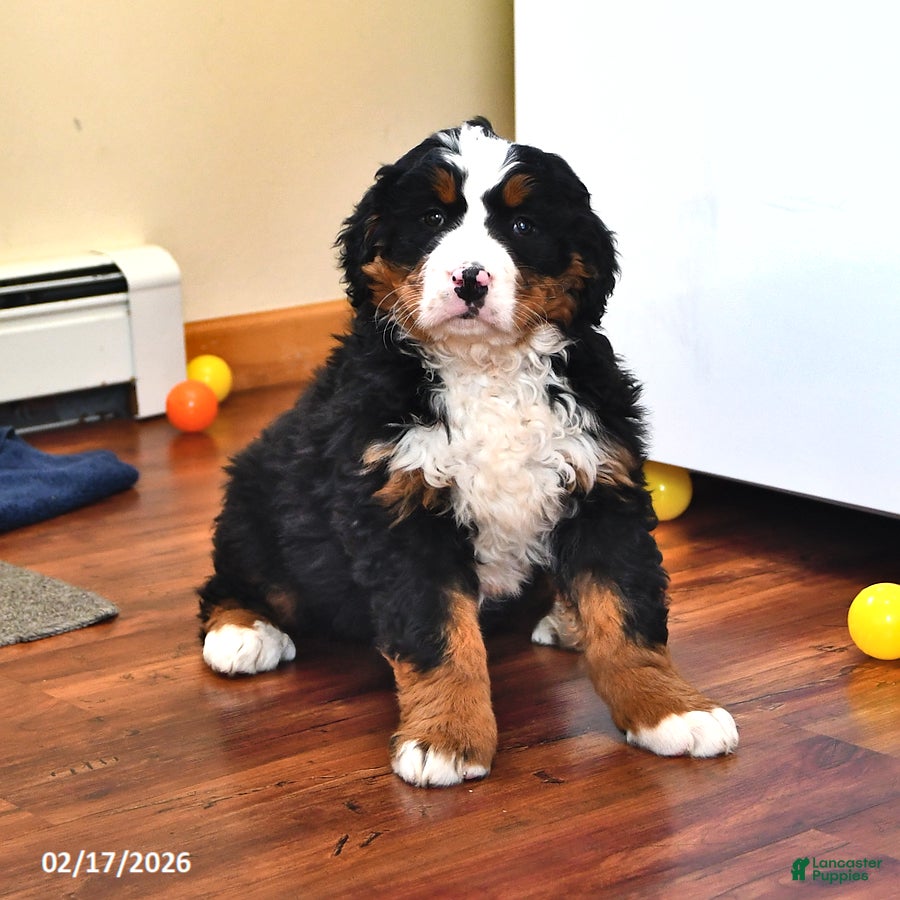 Bernese Mountain Dog dogs Jasmine - Ad 2