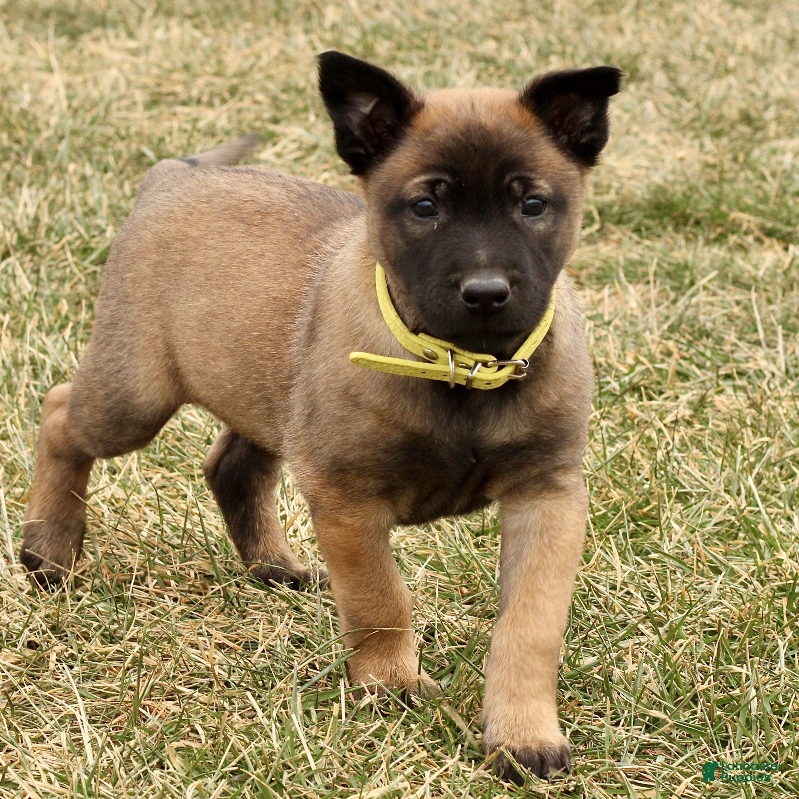 Belgian Malinois dogs Archer  - Ad 15