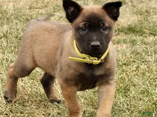 Belgian Malinois dogs Archer - Ad 39