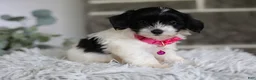 Maltipoo dogs for sale: Penelope - Ad 3