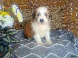 Mixed Breed dogs Mixed Breed Puppy 1 - Ad 14