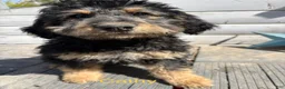 Bernedoodle dogs for sale: Bernedoodle Puppy 1 - Ad 5