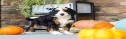 Mini Bernedoodle dogs for sale: Nova🌸 - Ad 5