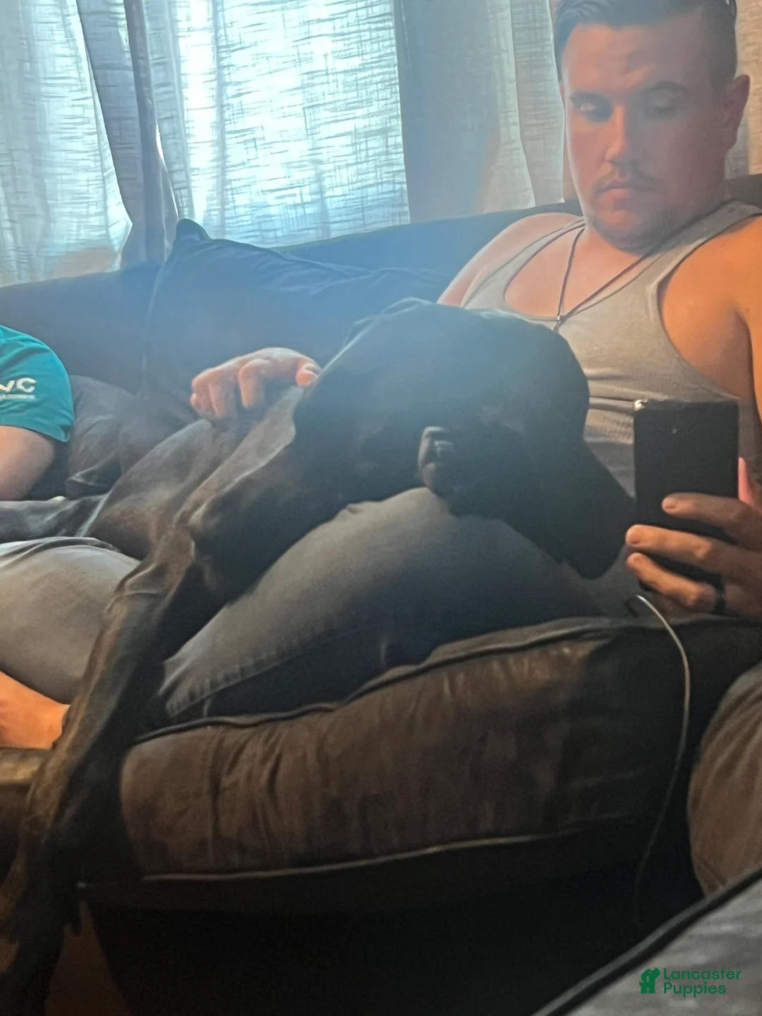 Great Dane dogs for stud: Duke stud - Ad 2