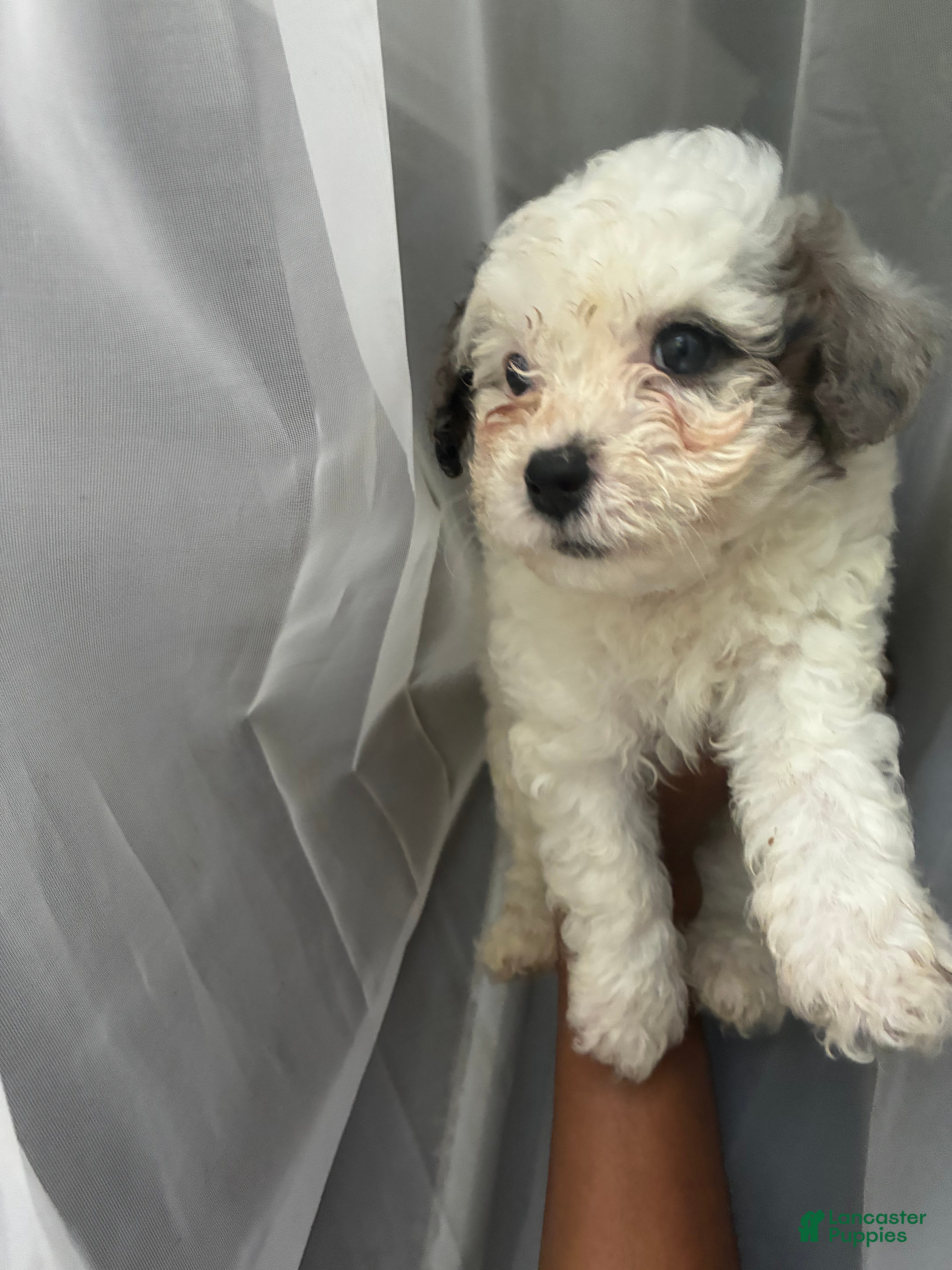 Toy Poodle dogs Max - Ad 1