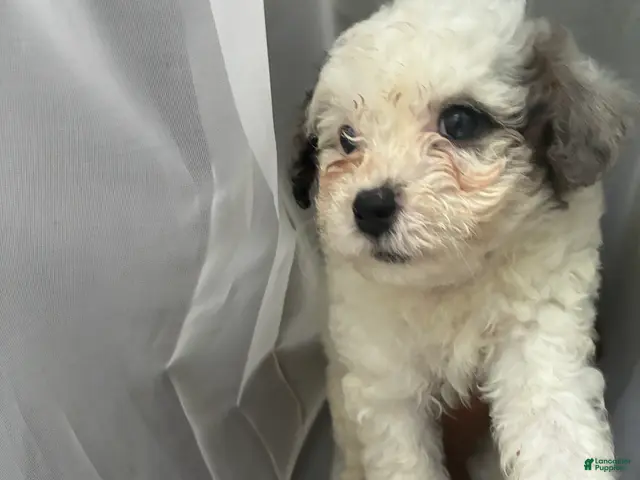 Toy Poodle dogs for sale: Max - Ad 1