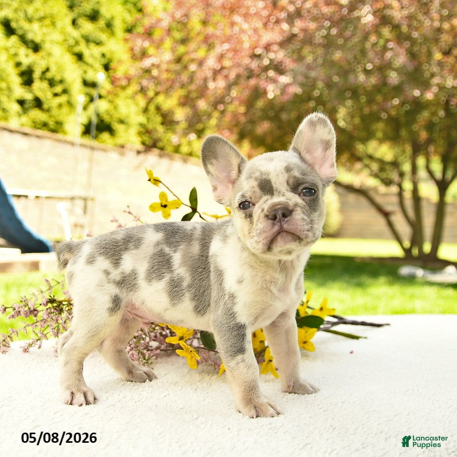 French Bulldog dogs Rolo - Ad 1