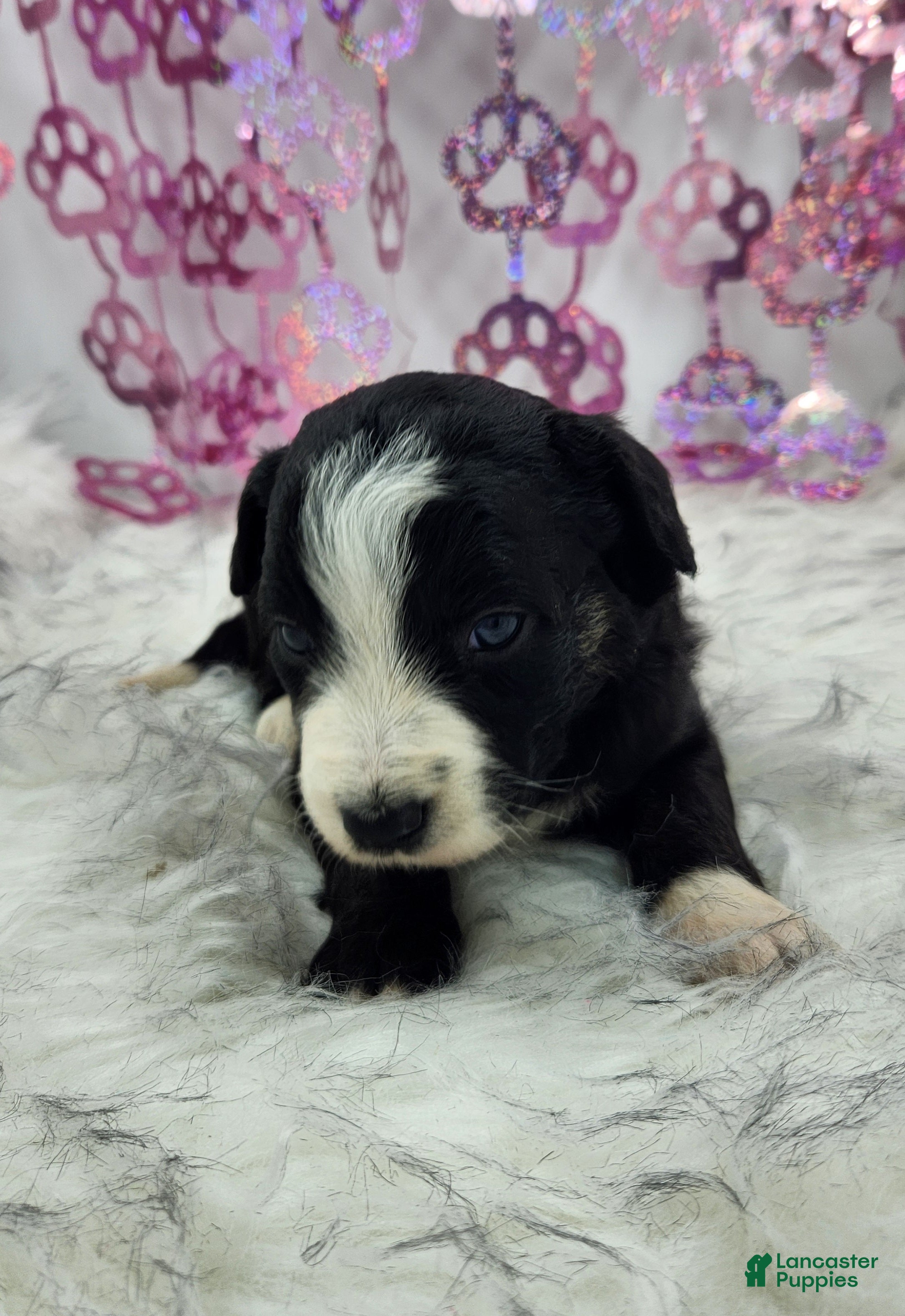 Mini Aussiedoodle dogs Mini Aussiedoodle Puppy 4 - Ad 38